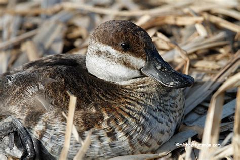 Ruddy Ducks