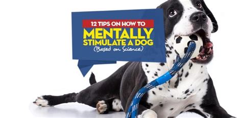 12 Tips On How To Mentally Stimulate A Dog Based On Science