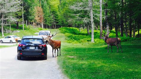 Parc Omega 7 Choses à Faire Pour Profiter Carnets Vanille