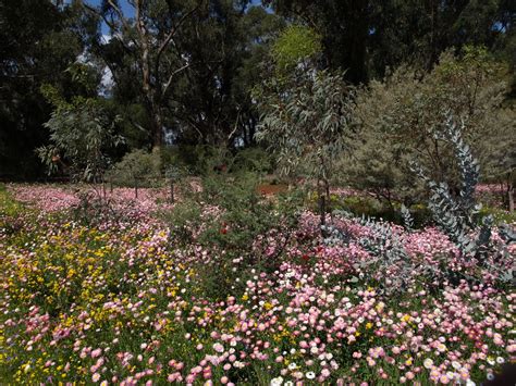 Kings Park wildflowers | Observations in an undemocratic world