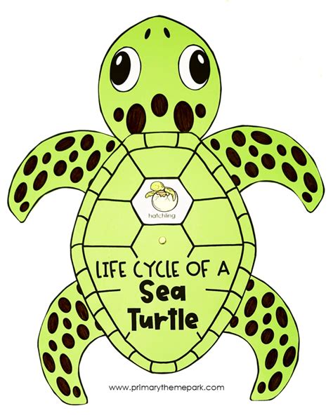 Sea Turtle Life Cycle Activities - Primary Theme Park