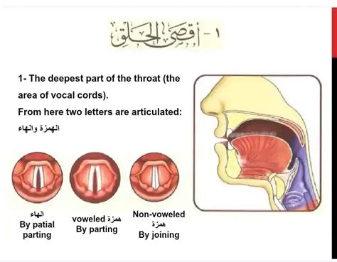 Throat Letters In Arabic, Pronunciation And Examples