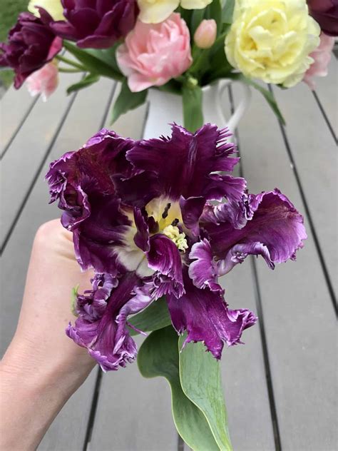 Parrot Tulips Drooping at Dylan Schmella blog