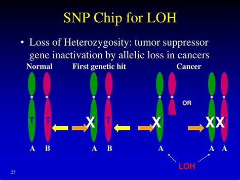 Ppt Single Nucleotide Polymorphism Copy Number Variations And Snp