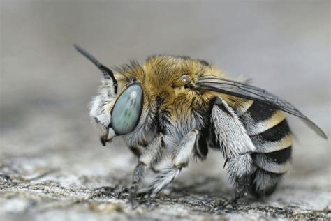 Can Digger Bees Damage My Property or Sting Me? - Pure Pest + Lawn