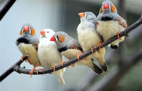 Zebra finches sing in their sleep - Earth.com