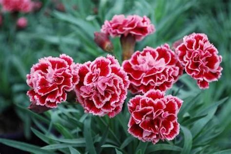 Dianthus Scent First Sugar Plum Pinks Perennial Garden Plug Plants