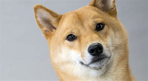 Shiba Inu Dog Breed Information American Kennel Club