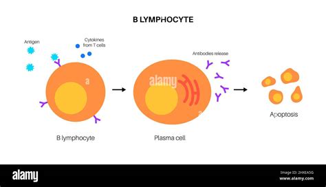 B cell activation, illustration Stock Photo - Alamy