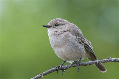 African Gray Flycatcher Sean Crane Photography