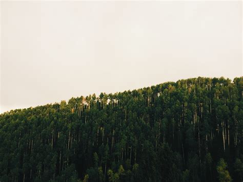 Free fotobanka strom Příroda les horizont hora mrak rostlina