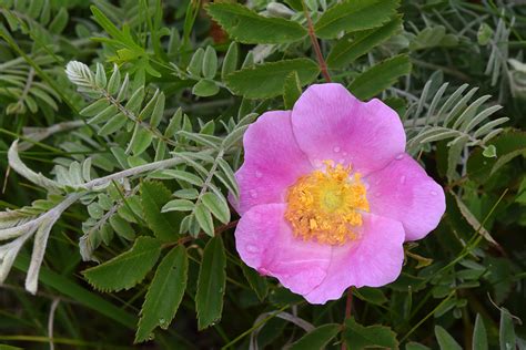 Dwarf Prairie Rose Dwarf Prairie Rose Rosa Arkansana And Flickr