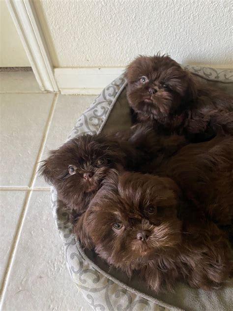 Shih Tzu Puppies- Liver | America's Pet Registry