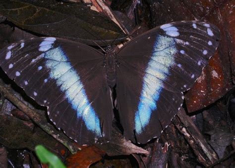 Mariposa morfo azul Polinizadores diurnos del Jardín Botánico