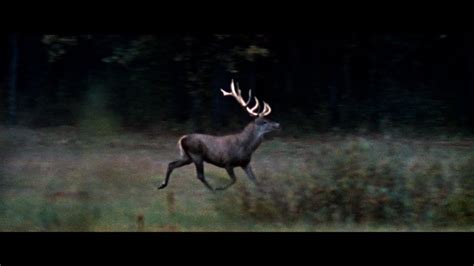 Der Hirsch Mit Dem Goldenen Geweih Jetzt Auf Blu Ray Dvd