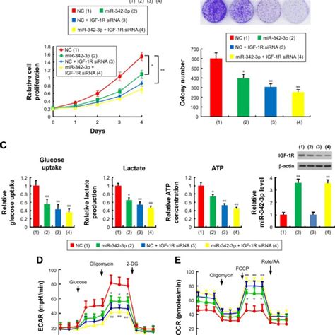 Aerobic Glycolysis Is Involved In Regulating Hepatoma Cell Download Scientific Diagram