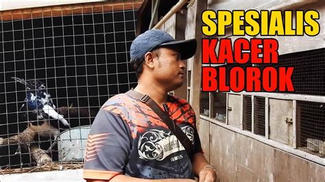 Spesialis Ternak Kacer Blorok Prestasi Baru Ini Ada Peternak Hobinya