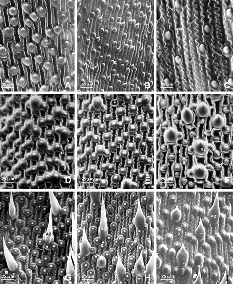 Fotomicrograf As Meb De La Epidermis De La Lemma En Especies De