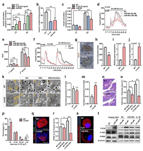 Mir Akin To Il Causes Cell Defect Via Activating Mapk And