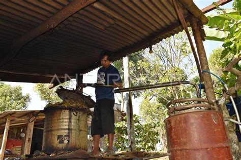 Penyulingan Minyak Cengkeh Antara Foto