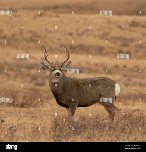 Big Montana Mule Deer Buck With Neck Swollen During The Rut Stock Photo