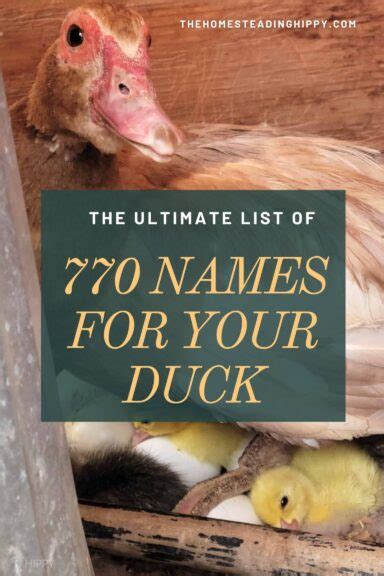 The Ultimate List of 770 Names for Your Duck