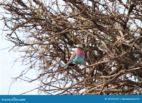 Lilac Breasted Roller Bird Perched In The African Savannah Stock Photo