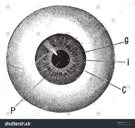 5,233 Vintage Eye Anatomy Images, Stock Photos & Vectors | Shutterstock