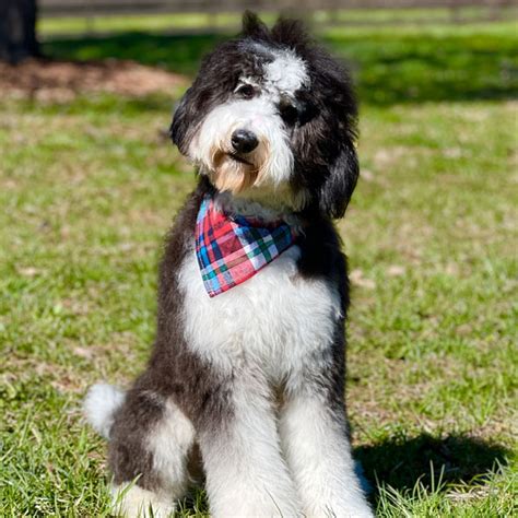 Available Bernedoodle Puppies In Tennessee Tri Color Bernedoodle