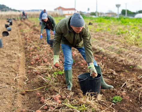 Man Farmer While Harvesting Of Potatoes On Farmer Field Stock Photo