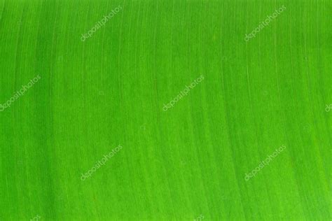 Banana leaf pattern Stock Photo by ©krailurkA 82297404