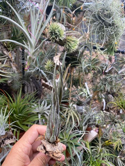 Tillandsia Subulifera Cuffel Farms