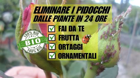 Eliminare Pidocchi Dalle Piante Una Guida Completa Giardino Del