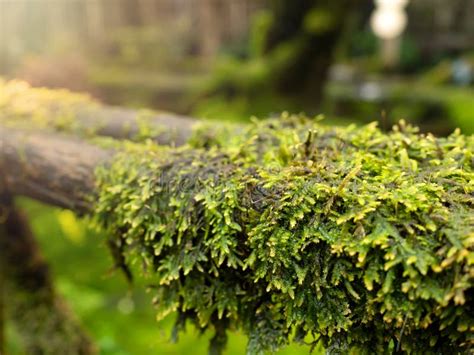 Lush Green Moss Forest With Old Tree With Moss Background Stock Image