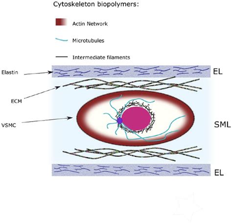 Smooth Muscle Cell Structure