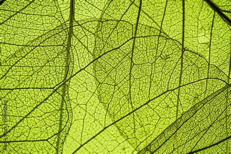 green leaf texture - in detail Stock Photo | Adobe Stock