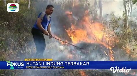 Hutan Lindung Terbakar Indosiar Regional Vidio