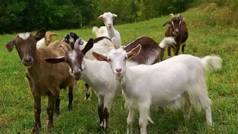 Goat Farming Loan 2022 बकरी पालन के लिए ऐसे मिलता है लोन होगी जबरदस्त