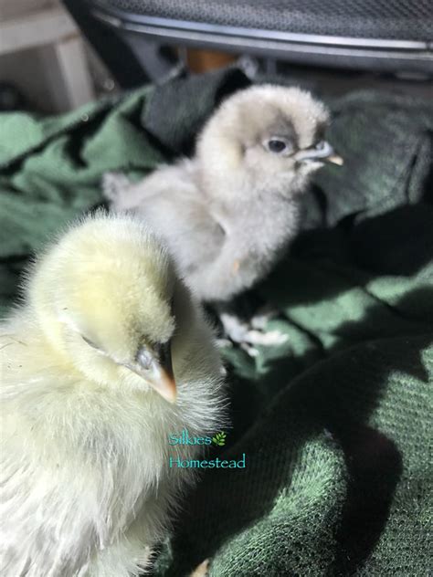 SILKIE PHOTO GALLERY SOCAL SILKIE HOMESTEAD SOCAL SILKIES BEARDED