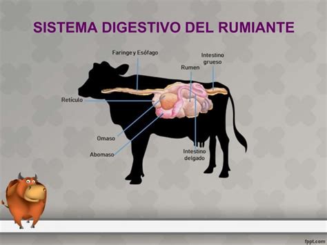 ANATOMÍA Y FISIOLOGÍA DEL APARATO DIGESTIVO DE LOS BOVINOS ppt