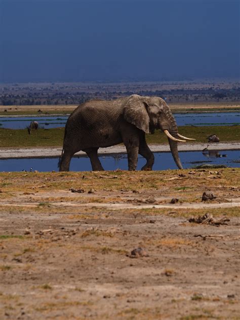 Daysmasai Mara Serengeti Zanzibar