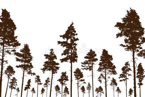 Coniferous Forest Silhouette Of Pine Trees Beautiful Landscape