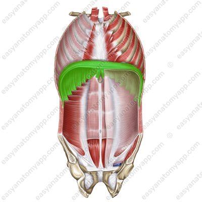 Diaphragm – Easy Anatomy 3D