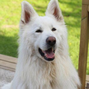 Top 5 White German Shepherd Breeders In The U.S.