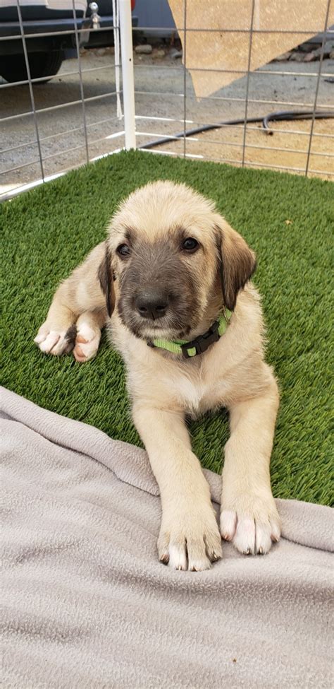 "Irish Wolfhound" Puppies For Sale | Friant, CA #323983