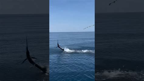 We Caught The Worlds Fastest Fish Fishing Floridafishing Sailfish