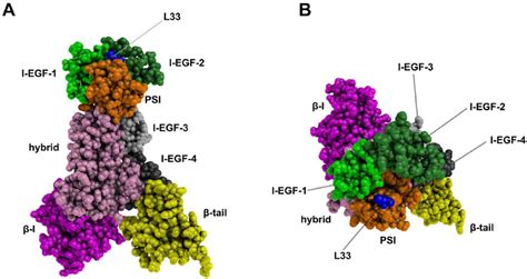 Ectodomain 3d Structure Model Of The L33 B 3 Form A Side View Of B 3