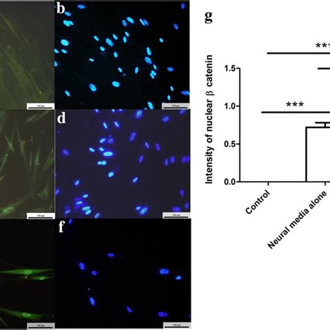 Immunofluorescence Photomicrographs Of β Catenin Expression In Ussc Download Scientific Diagram