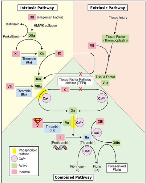 Coagulation Cascade Pathway Diagram