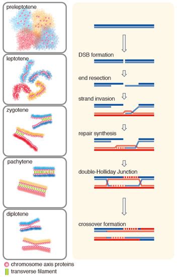 Biomolecules Free Full Text The Hop2 Mnd1 Complex And Its